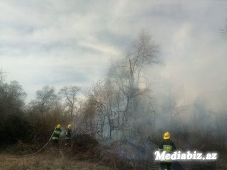 Yanğınların baş verdiyi ərazi meşə sahəsi deyil - AÇIQLAMA