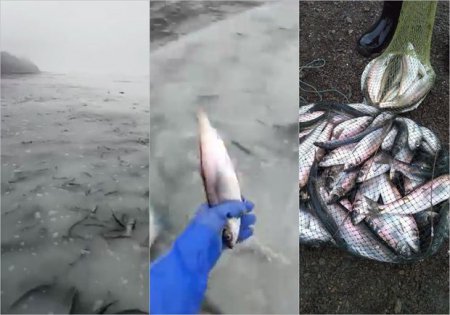 Rusiyada balıq “axını”: Sakinlər tilov deyil, vedrələrdən istifadə edirlər - VİDEO