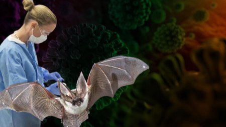 Yarasalarda koronavirusa bənzəyən daha bir virus tapıldı