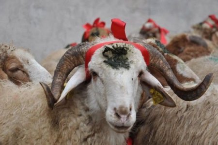 Qurban bayramında ət kəsimi ilə bağlı qurumdan RƏSMİ AÇIQLAMA